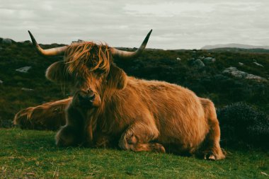 Herd of red brown Scottish highlanders in a natural autumn landscape.