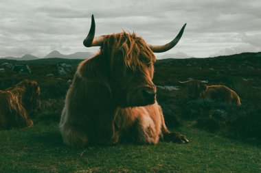 Herd of red brown Scottish highlanders in a natural autumn landscape.