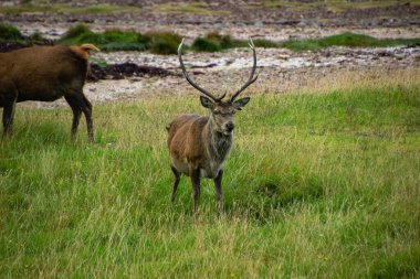 Deers grazing on meadow, wild spring nature.