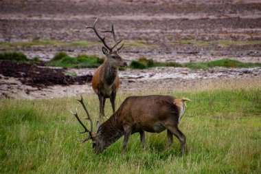 Deers grazing on meadow, wild spring nature.