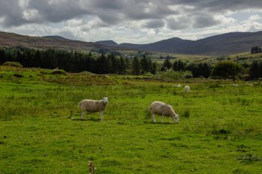 Sheep Pasture in Scotland, United Kingdom
