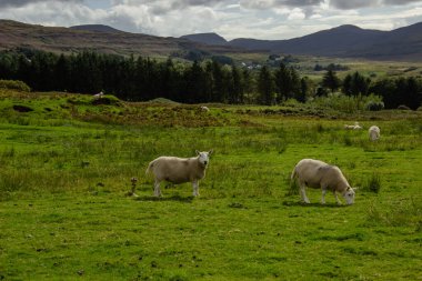 Sheep Pasture in Scotland, United Kingdom