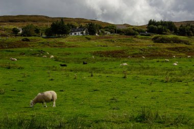 Sheep Pasture in Scotland, United Kingdom