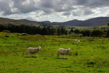 Sheep Pasture in Scotland, United Kingdom