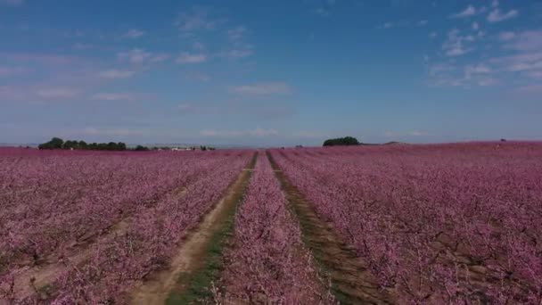 Blossoming Peach Tree Aitona Beautiful Town Catalonia Spain — Video