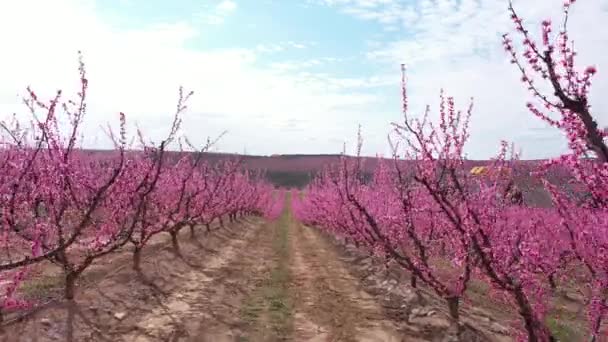 Квітуче Персикове Дерево Айтоні Прекрасному Місті Каталонії Іспанія — стокове відео
