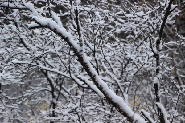 Зимняя Марка Множеством Снежных Ветвей Айленде — стоковое фото