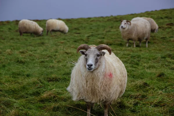 冰岛羊的羔羊在秋日的田野 在日落时 — 图库照片