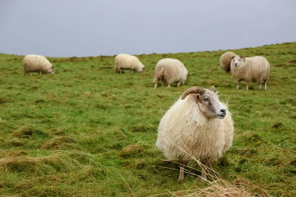 Islande Moutons Avec Agneau Dans Champ Automne Coucher Soleil — Photo