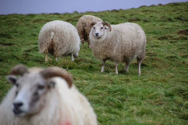 Islandia Domba Dengan Domba Musim Gugur Lapangan Saat Matahari Terbenam — Stok Foto