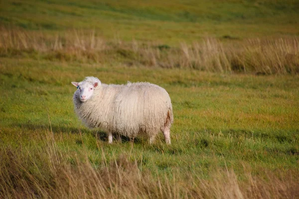 Исландские Овцы Ягненком Осеннем Поле Закате — стоковое фото