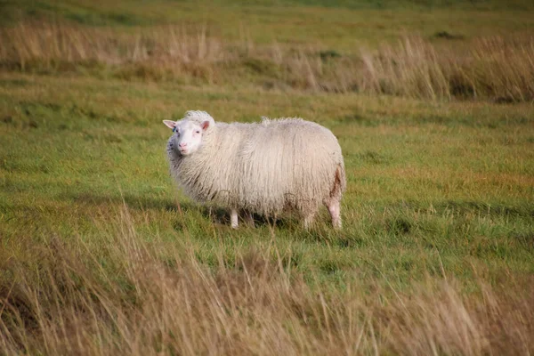Islandia Owiec Baranka Jesień Pole Zachodzie Słońca — Zdjęcie stockowe