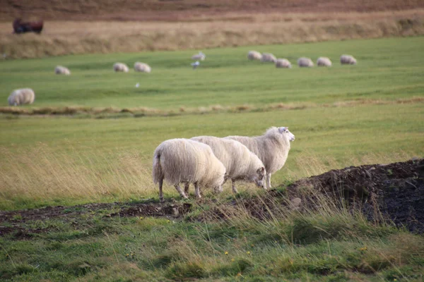 Groupe Moutons Islande Avec Agneau Dans Champ Automne Coucher Soleil — Photo