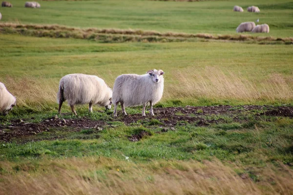 Csoport Izland Juhok Bárány Ősszel Mező Naplementekor — Stock Fotó