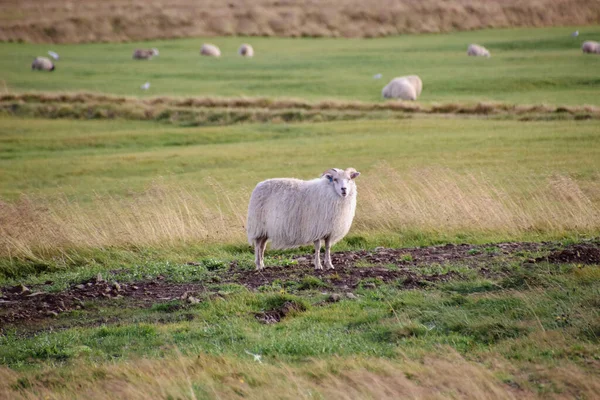 Islandská Ovce Jehněčím Podzimní Poli Při Západu Slunce — Stock fotografie