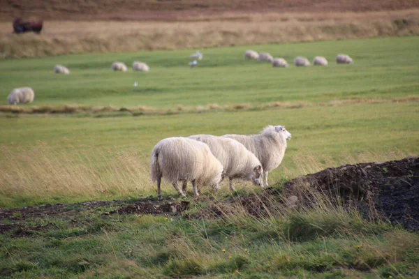 Sonbahar Tarlasında Gün Batımında Kuzulu Zlanda Koyunu Sürüsü — Stok fotoğraf