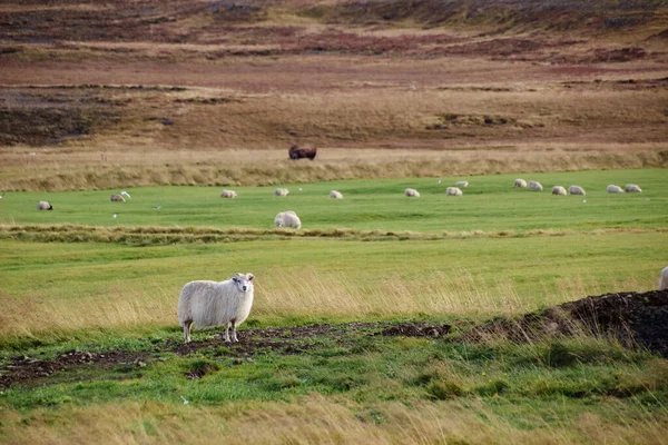 Islanda Pecore Con Agnello Nel Campo Autunnale Tramonto — Foto Stock