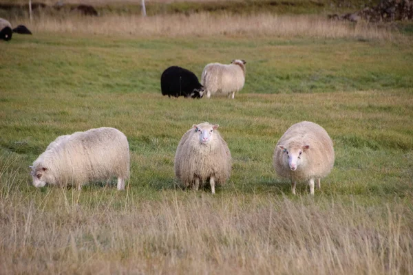 Grupa Owiec Islandii Jagnięciny Jesiennym Polu Zachodzie Słońca — Zdjęcie stockowe