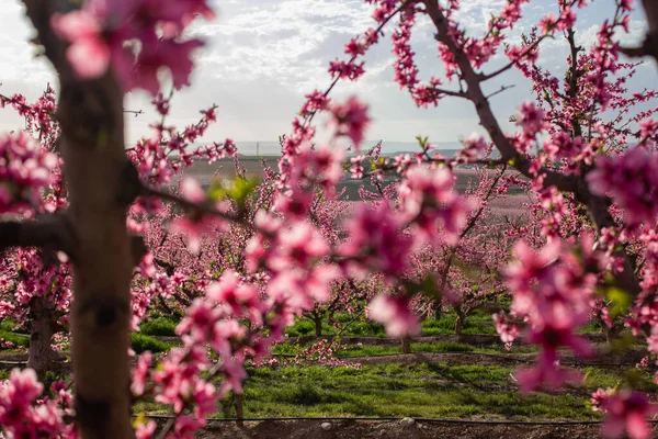 Peach Blossom tree in Lleida, Spain.