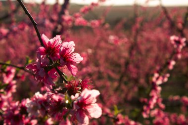 Peach Blossom tree in Lleida, Spain.