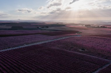 İlkbaharda Aitona, Katalonya, İspanya 'da Pembe Çiçeklerdeki Şeftali tarlalarının hava manzarası