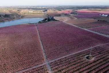 İlkbaharda Aitona, Katalonya, İspanya 'da Pembe Çiçeklerdeki Şeftali tarlalarının hava manzarası
