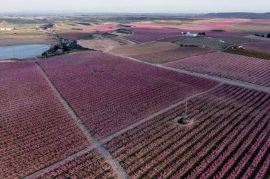 İlkbaharda Aitona, Katalonya, İspanya 'da Pembe Çiçeklerdeki Şeftali tarlalarının hava manzarası