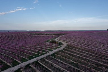 İlkbaharda Aitona, Katalonya, İspanya 'da Pembe Çiçeklerdeki Şeftali tarlalarının hava manzarası
