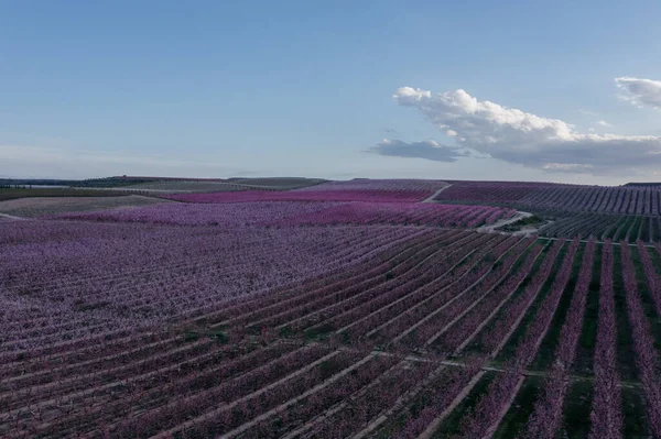 스페인 카탈루냐의 봄철에 분홍색 핀피치 공중에서 — 스톡 사진