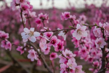 Peach Blossom tree in Lleida, Spain.