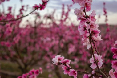 Peach Blossom tree in Lleida, Spain.