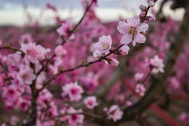 Peach Blossom tree in Lleida, Spain.