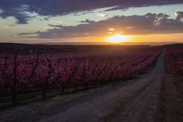 봄철의 분홍빛으로 복숭아밭을 공중에서 구경함 — 스톡 사진