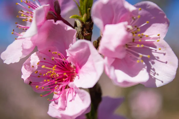 Peach Blossom tree in Lleida, Spain.