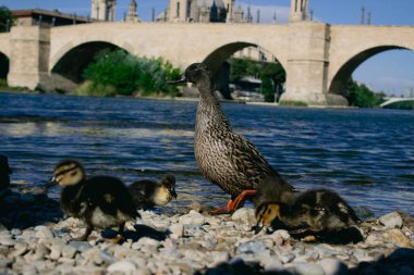 Ebro nehrinde Zaragoza 'nın geçmişine sahip ördek ailesi.