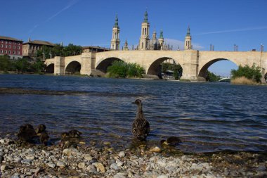 Ebro nehrinde Zaragoza 'nın geçmişine sahip ördek ailesi.