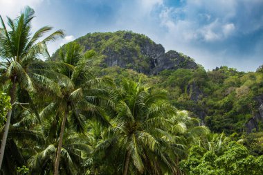 Filipinler, El Nido 'daki Papaya Plajı' nda bulutlu bir günde bir grup palmiye ağacı.