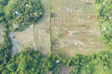 Filipinler, Palawan 'daki pirinç tarlalarının hava manzarası.