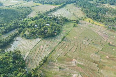Filipinler, Palawan 'daki pirinç tarlalarının hava manzarası.