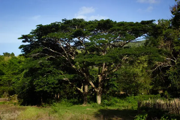 Типові Дерева Філіппінських Джунглів Острові Палаван — стокове фото