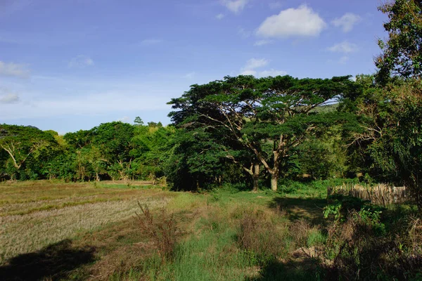 Типичные Деревья Филиппинских Джунглей Острове Палаван — стоковое фото
