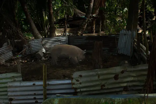 Свиня Насолоджується Брудом Їжею Металевому Корпусі Філіппінах — стокове фото