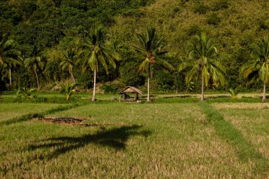 Palawan, Filipinler 'de yol kenarında palmiye ağaçları olan pirinç tarlalarıyla güneşli bir gün..