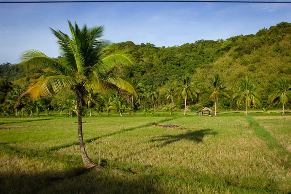Sunny day with rice fields with palm trees near the road in Palawan, Philippines.