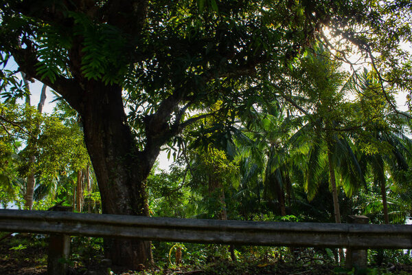 Trees and vegetation near the road in the Philippine jungle, with a safety barrier crossing.