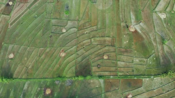 Vista Aérea Dos Campos Arroz Palawan Filipinas — Vídeo de Stock