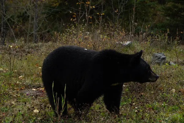 stock image Brown bear between trees in Banff National Park