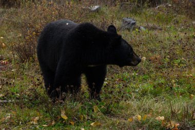 Banff Ulusal Parkı 'ndaki ağaçların arasında kahverengi ayı