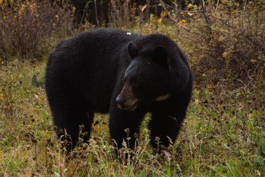 Kahverengi ayı Banff Ulusal Parkı 'nda çimlerde yemek yiyor.