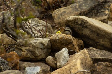 Doğada elma yiyen bir sincap..